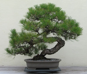 Bonsai