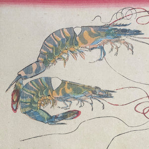 Aji Fish with Kurumaebi Shrimp (Machine Print)